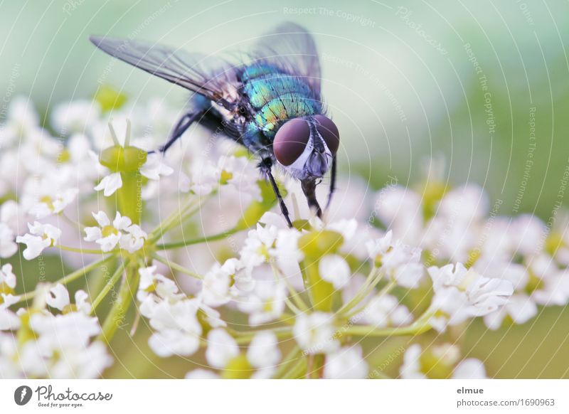 metallic auf weiß Natur Pflanze Tier Sommer Blume Blüte Park Wiese Fliege Facettenauge Flügel Saugrüssel Blühend Fressen Blick glänzend klein verrückt stachelig