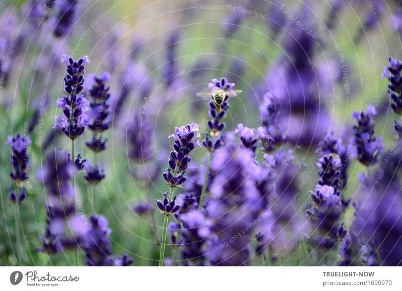 Sommerlustgarten Pflanze Schönes Wetter Blume Blüte Nutzpflanze Lavendel Garten Nutztier Biene 1 Tier Blühend Duft entdecken Erholung fliegen genießen leuchten