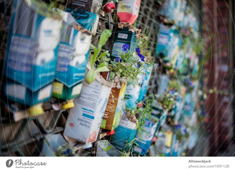 Urban Gardening III Natur Pflanze Blume Gras Topfpflanze dreckig Idee Wachstum Tetrapak Blumentopf improvisieren selbstgemacht Farbfoto Außenaufnahme