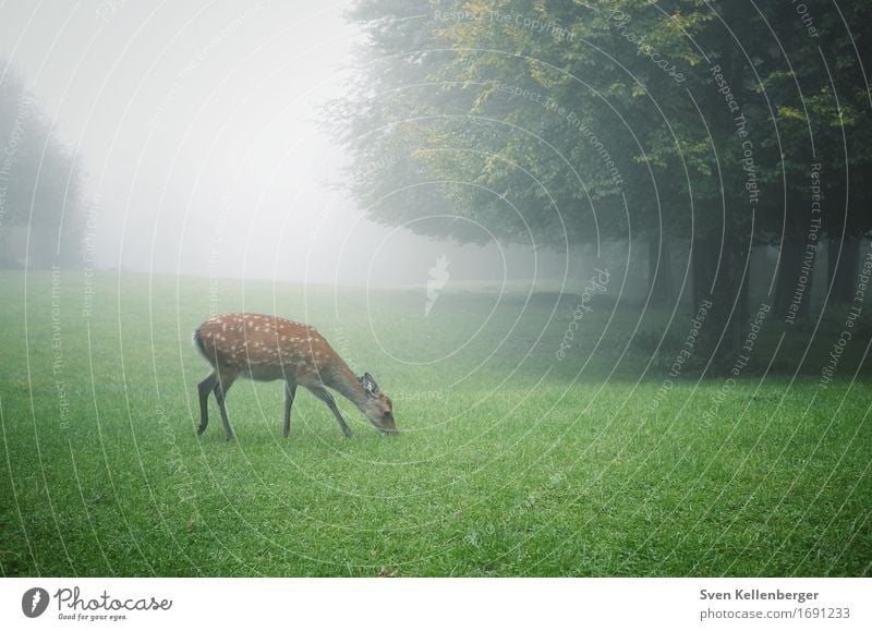 Ruhe Natur Landschaft Nebel Baum Gras Wiese Wald Tier Wildtier Reh 1 braun grau grün Geborgenheit friedlich ruhig Farbfoto Außenaufnahme Menschenleer