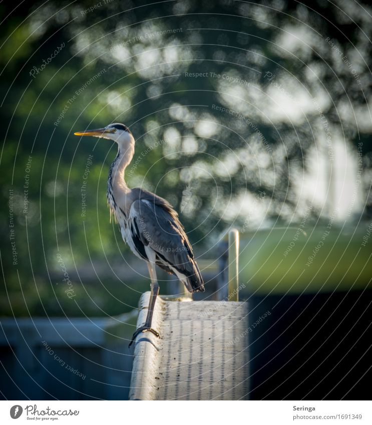 Wächter Tier Wildtier Vogel Tiergesicht Flügel Krallen Graureiher 1 beobachten fliegen Farbfoto mehrfarbig Außenaufnahme Detailaufnahme Menschenleer