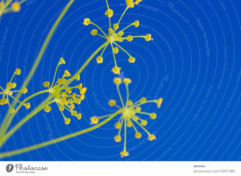 Makroaufnahme Dill vor blauem Hintergrund Kräuter & Gewürze Dillblüten gelb grün Anethum graveolus Essen Lebensmittel Studioaufnahme