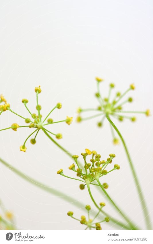 Dillblüten vor weißem Hintergrund Kräuter & Gewürze Lebensmittel Anethum graveolus frisch Gesundheit gelb grün Essen Textfreiraum oben Ernährung Bioprodukte