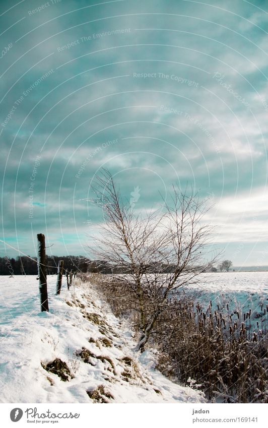 Später Winter Außenaufnahme Textfreiraum oben Tag Starke Tiefenschärfe ruhig Jagd Schnee Natur Landschaft Himmel Wolken Baum Sträucher Feld frieren wandern