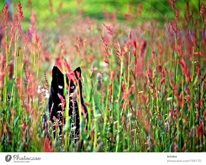 Warten auf die Maus Farbfoto mehrfarbig Außenaufnahme Textfreiraum rechts Textfreiraum oben Abend Silhouette Sonnenlicht Froschperspektive Tierporträt Blick