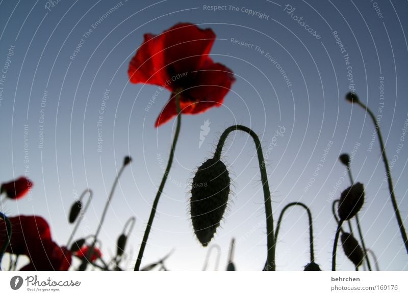 poppy Farbfoto Außenaufnahme Menschenleer Sonnenaufgang Sonnenuntergang Natur Wolkenloser Himmel Sommer Schönes Wetter Pflanze Blüte Mohn Mohnblüte Feld schön