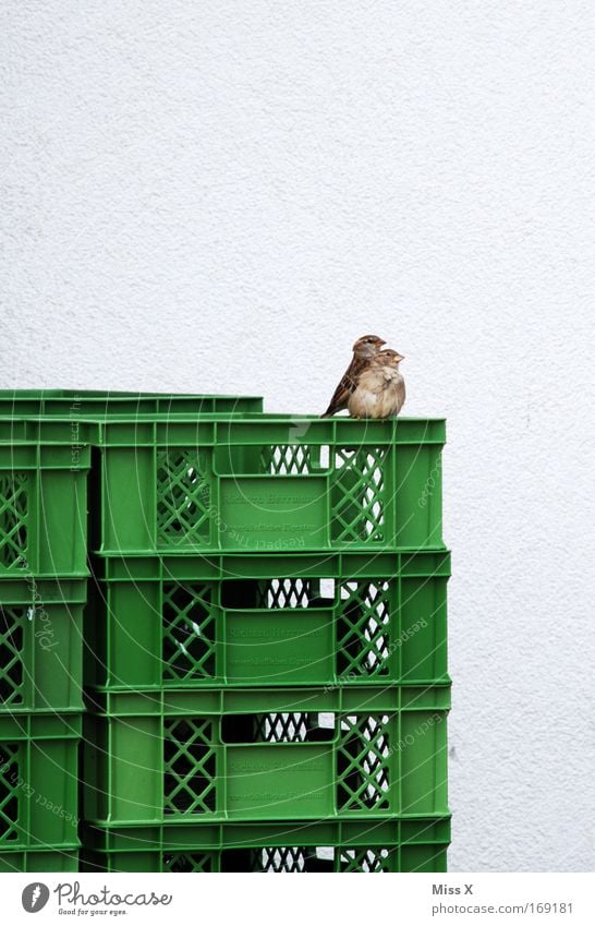 mami ich hab angst Farbfoto Außenaufnahme Tierporträt Vogel 2 Tierjunges Tierfamilie Angst Spatz Kiste sitzen beobachten Tierpaar paarweise Tag