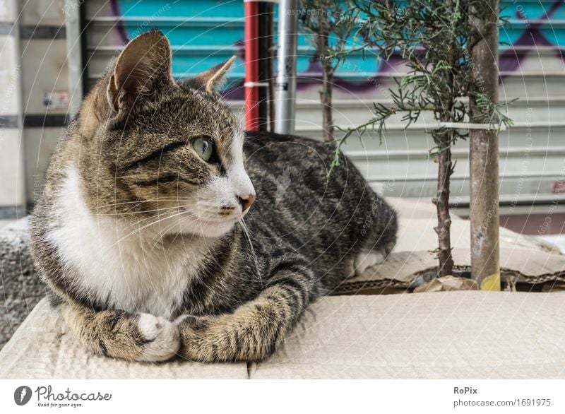 Istanbul streetcat Freiheit Sightseeing Städtereise Maler Subkultur Umwelt Natur Türkei Asien Altstadt Haus Fassade Haustier Katze Tiergesicht 1 Stein Beton