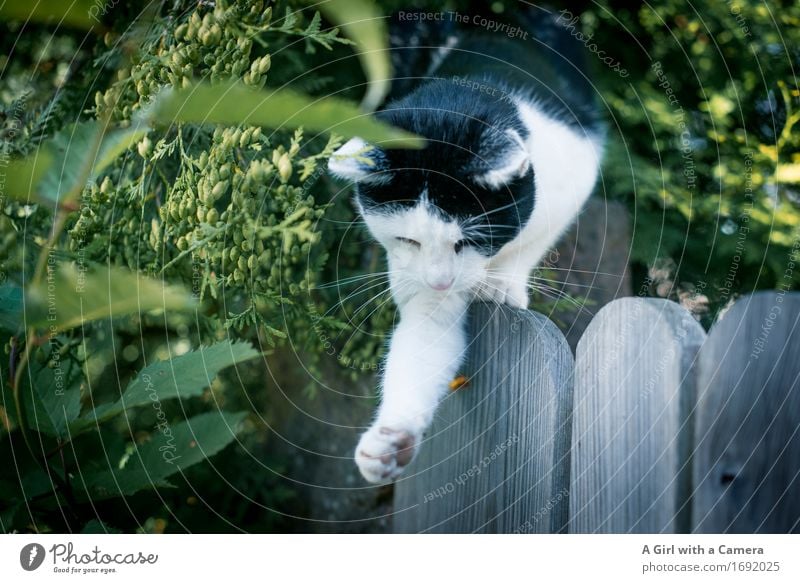 ich habe dich gleich Tier Haustier Katze Pfote 1 fangen Jagd Spielen naturinstinkt Trieb Verhalten Farbfoto Außenaufnahme Experiment Menschenleer