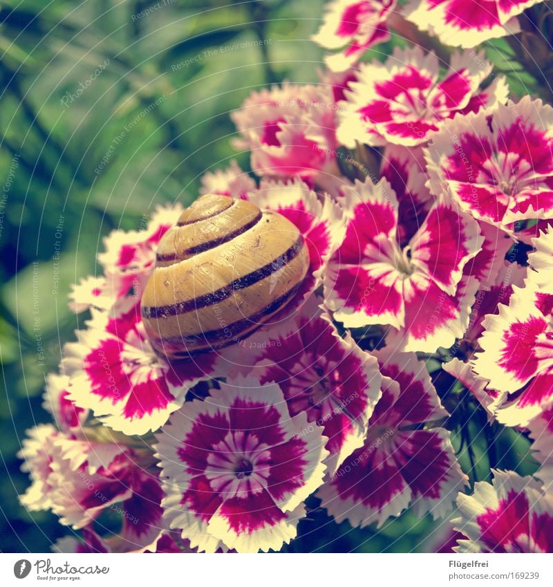 Häuschen mit Vorgarten und 1a Aussicht :) Natur Pflanze Tier Sommer Schönes Wetter Blume Gras Schnecke genießen sitzen Häusliches Leben krabbeln Streifen Muster