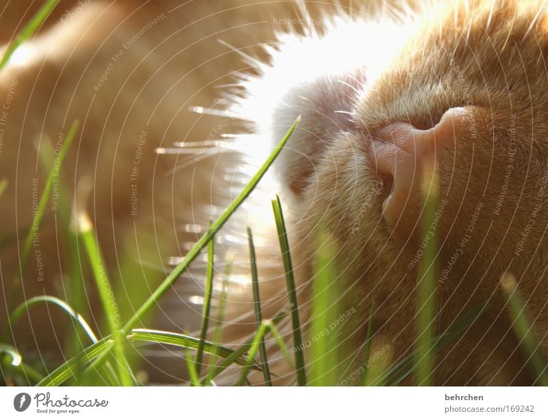 kleiner liebling Farbfoto Außenaufnahme Sonnenlicht Gegenlicht Haustier Katze Fell Nase Schnauze Zufriedenheit Tierliebe schön Gelassenheit Streicheln Schnurren