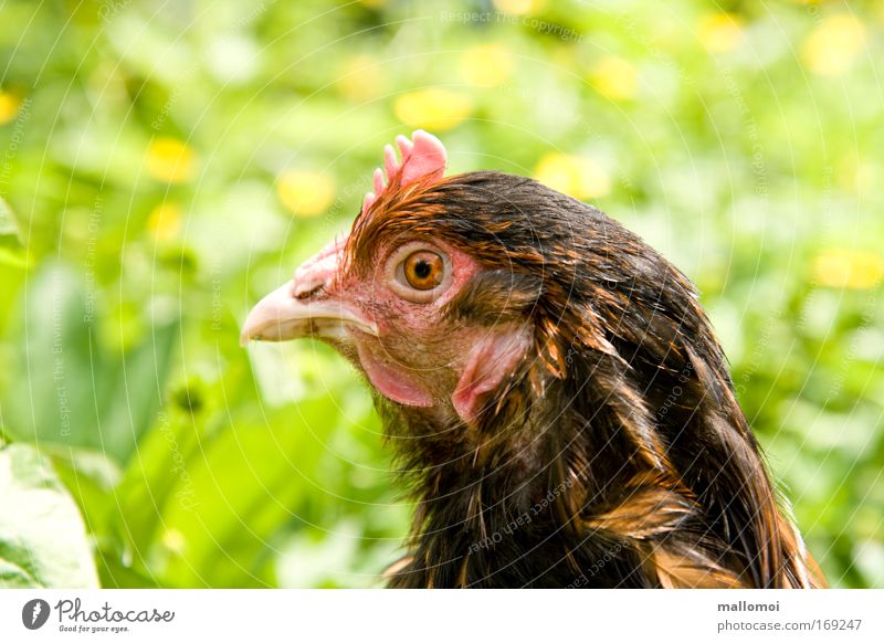 Freund oder Feind? Haustier Nutztier Blick Kamm Schnabel Auge beobachten fixieren Wiese bewegungslos Wachsamkeit Kehllappen Federvieh Haushuhn Bodenhaltung