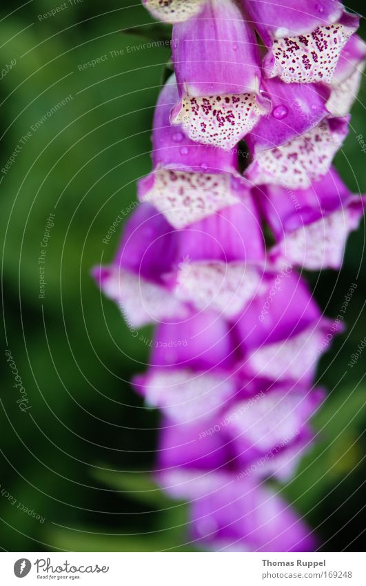 Li-La-Blume Farbfoto Außenaufnahme Nahaufnahme Detailaufnahme Menschenleer Textfreiraum links Tag Natur Pflanze Frühling Grünpflanze Fingerhut Park nass grün