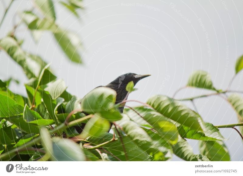 Amsel Froschperspektive Himmel Kirschbaum Kirsche Schnabel Blick sitzen Vogel Textfreiraum Sommer Blatt Dieb Diebstahl Fressen Süßwaren Auge Tierporträt