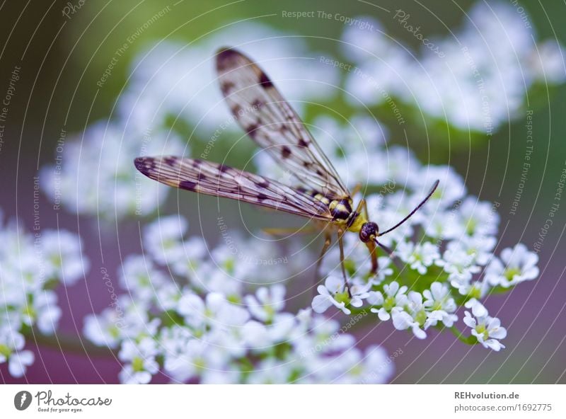 irgendeine Fliege oder so Umwelt Natur Pflanze Blume Tier 1 klein grün violett Insekt Nektar Farbfoto Außenaufnahme Nahaufnahme Detailaufnahme Makroaufnahme Tag