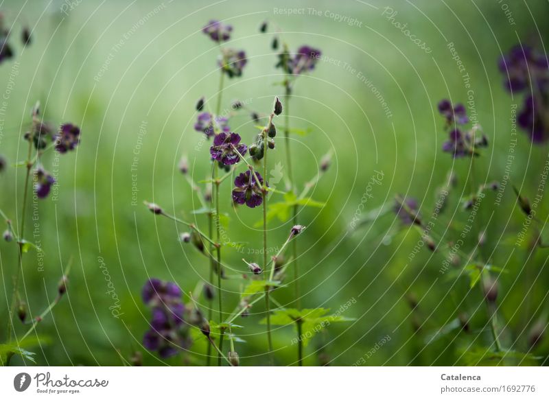 Brauner Storchschnabel Umwelt Natur Pflanze Wassertropfen Sommer Blume Wildpflanze Wiesenblume Feld Blühend Wachstum glänzend schön nass natürlich blau braun