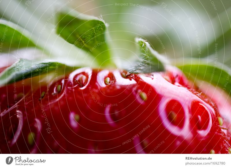 Erdbeerzeit Lebensmittel Frucht Marmelade Ernährung Essen Gesundheit Gesunde Ernährung lecker süß rot Geschmackssinn Sommer Erdbeeren Kerne grün geschmackvoll