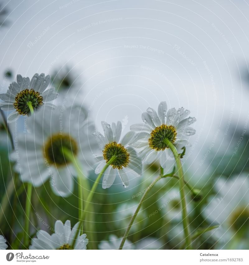 Im Regen stehen die Margeriten Natur Pflanze Wassertropfen Sommer schlechtes Wetter Blume Blüte Wildpflanze Margareten Wiese Blühend verblüht Wachstum Duft