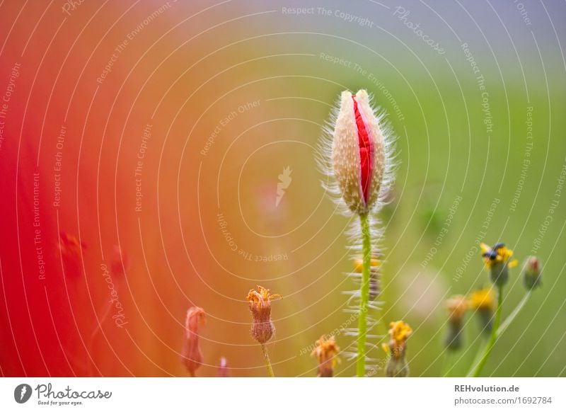 Mohn Umwelt Natur Pflanze Blume Gras Blüte Garten Wiese Feld Blühend schön grün rot Mohnblüte Blütenknospen Außenaufnahme Nahaufnahme Detailaufnahme