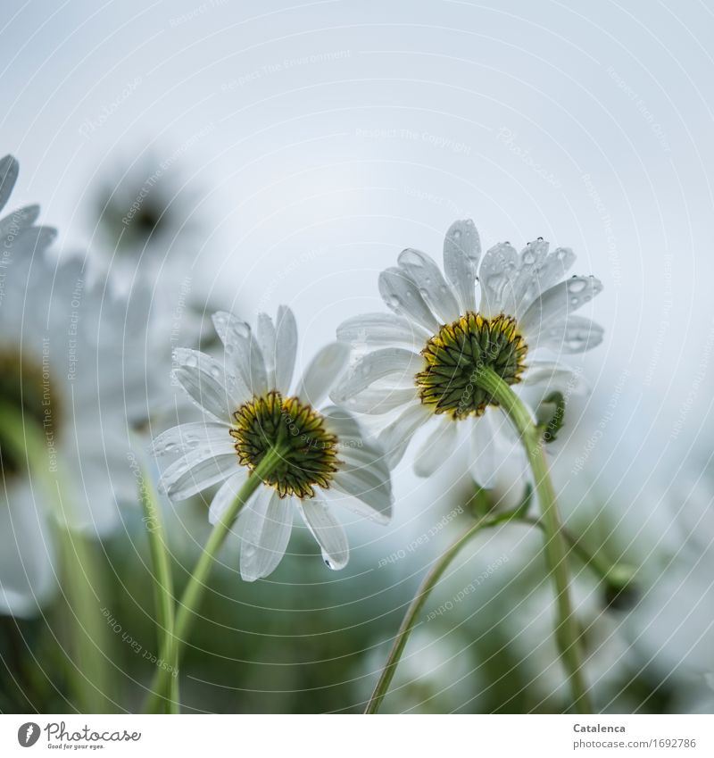 Er liebt mich ... Nasse Margeriten von unten Natur Pflanze Wassertropfen Sommer Klima schlechtes Wetter Regen Blume Blüte Feld Blühend Duft Wachstum ästhetisch