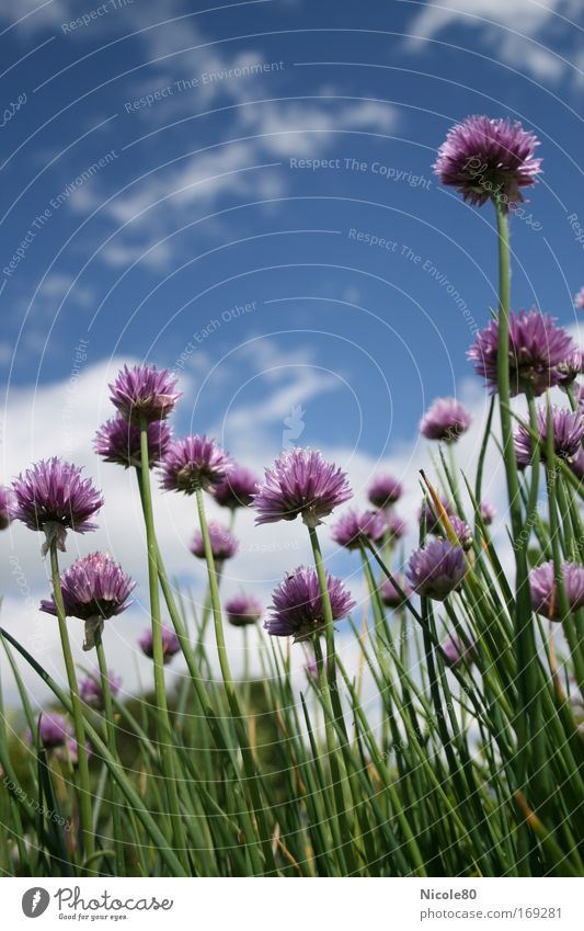 Blüten mit Zwiebelduft Farbfoto Außenaufnahme Nahaufnahme Textfreiraum oben Tag Froschperspektive Lebensmittel Kräuter & Gewürze Umwelt Natur Pflanze Blume