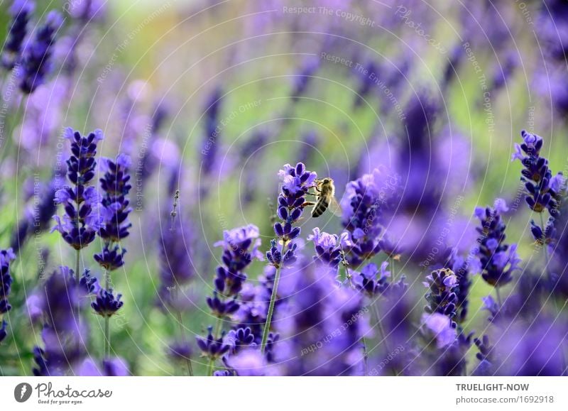 Flauschig | ...im Lavendelrausch Natur Pflanze Sonnenlicht Sommer Klima Klimawandel Schönes Wetter Wärme Blume Blatt Blüte Grünpflanze Nutzpflanze Wildpflanze