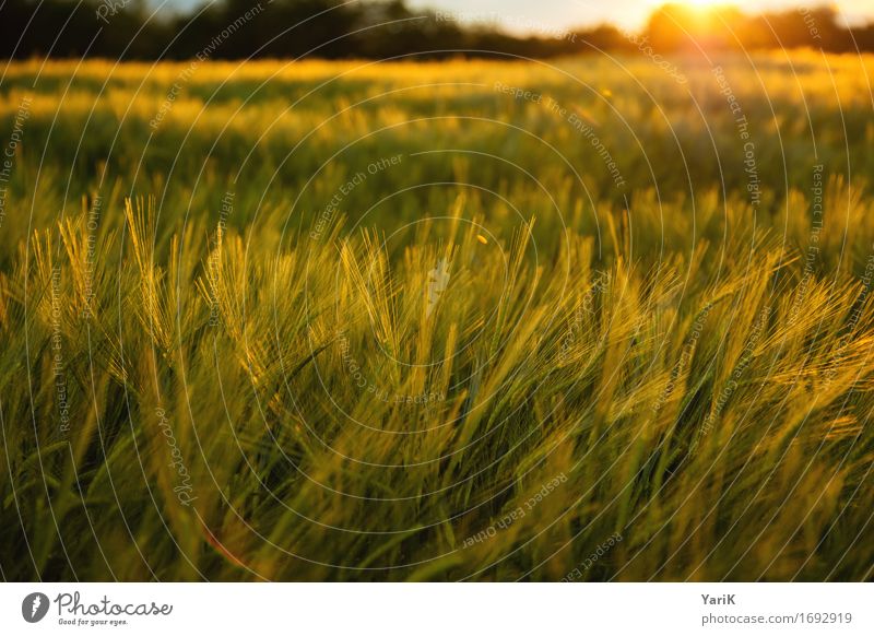 Kellogs Umwelt Natur Landschaft Himmel Wolken Gewitterwolken Sonne Sonnenuntergang Sommer Klima Klimawandel Wetter Unwetter Wind Wiese Feld gold Wärme