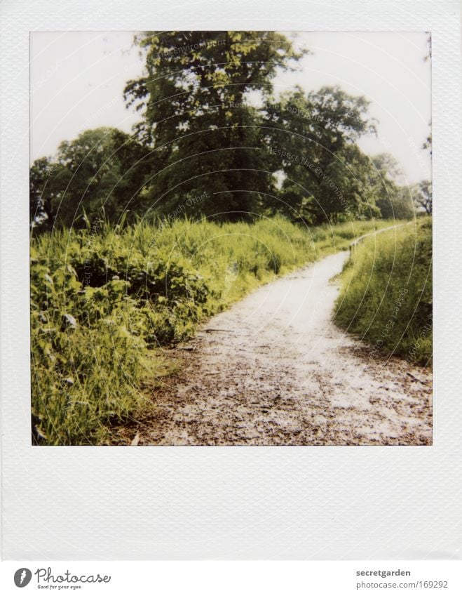 [HH09.3/4] der weg zum hexenhaus. Farbfoto Gedeckte Farben Außenaufnahme Polaroid Menschenleer Textfreiraum unten Textfreiraum Mitte Morgen Tag Sonnenlicht