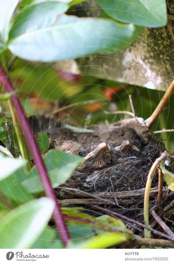 Jungvögel im Nest Umwelt Natur Pflanze Tier Sommer Blatt Wildpflanze Garten Park Wildtier Vogel Tiergesicht Amsel 4 Tierjunges warten Gesundheit natürlich braun