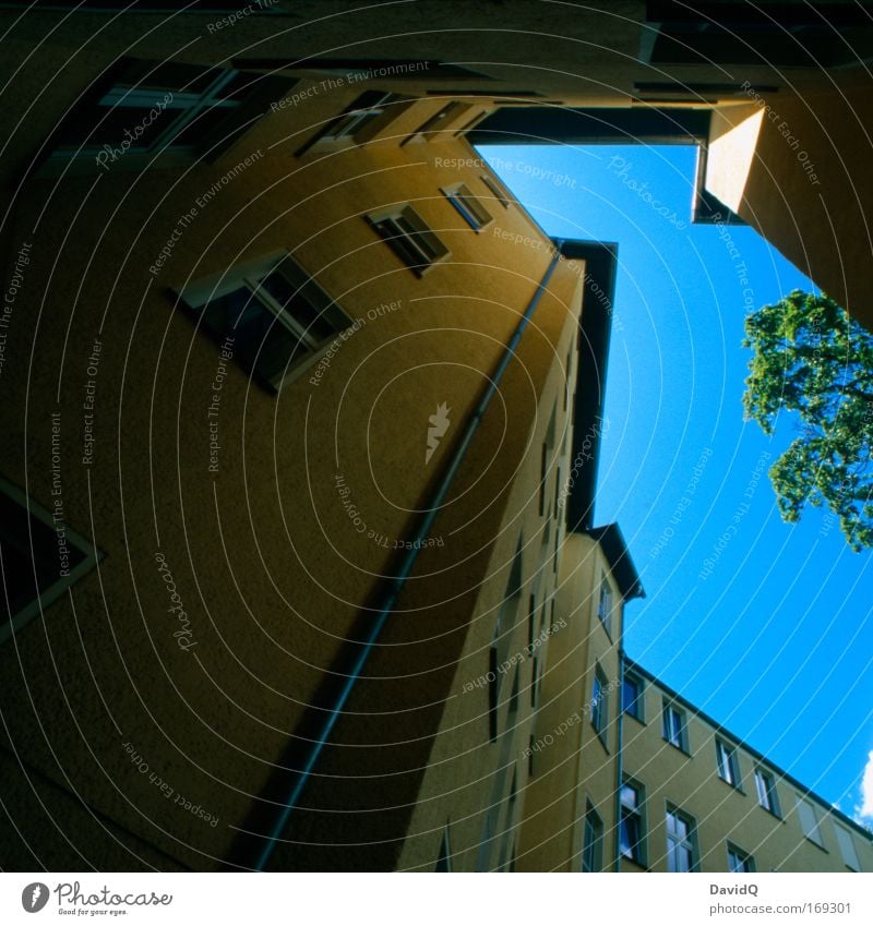 hinterhofhorizont Farbfoto Außenaufnahme Menschenleer Textfreiraum links Tag Licht Schatten Kontrast Silhouette Pflanze Baum Haus Bauwerk Fassade Fenster blau