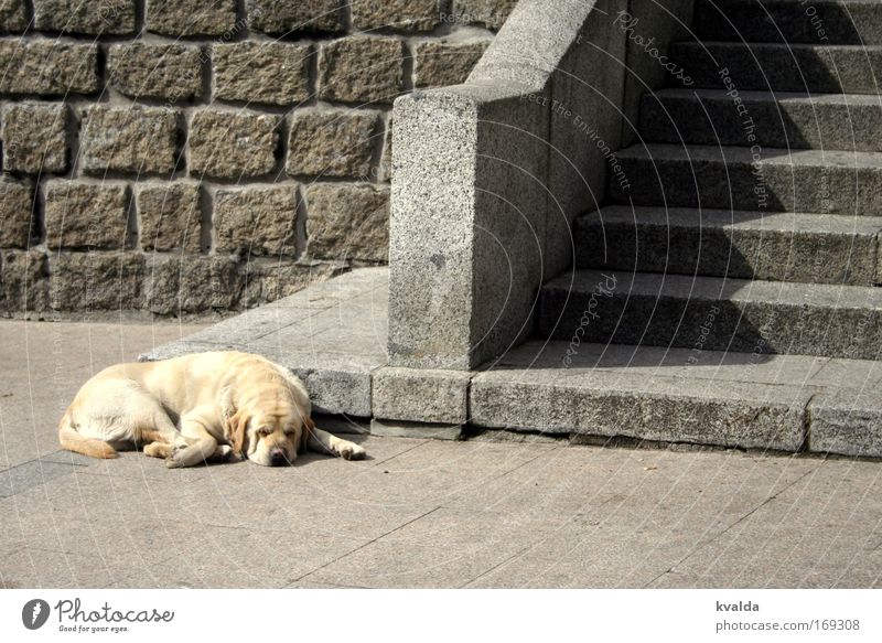 Natzen Farbfoto Außenaufnahme Menschenleer Tag Zentralperspektive Sommer Platz Tier Haustier Hund 1 Stein heiß Wärme gold grau Gelassenheit ruhig Langeweile