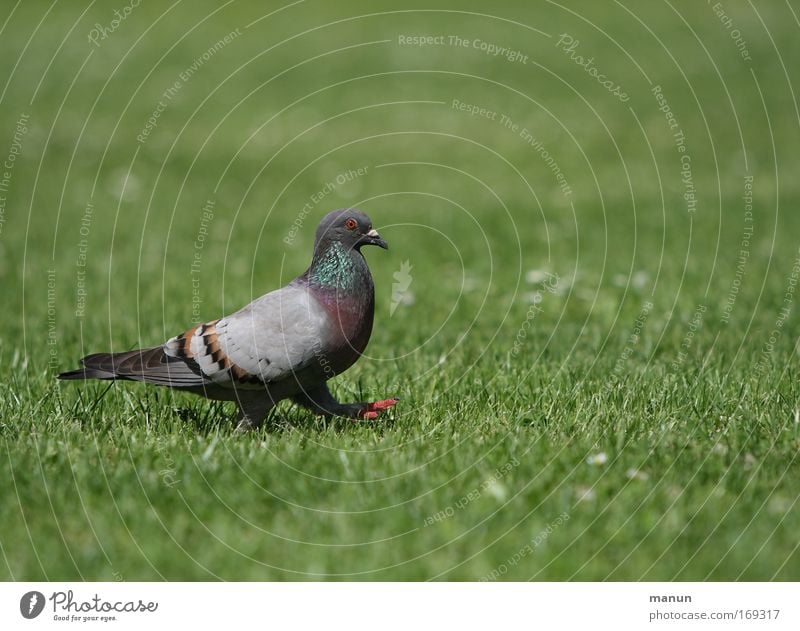 a walk in the park Farbfoto Gedeckte Farben Außenaufnahme Menschenleer Textfreiraum rechts Textfreiraum oben Textfreiraum unten Textfreiraum Mitte