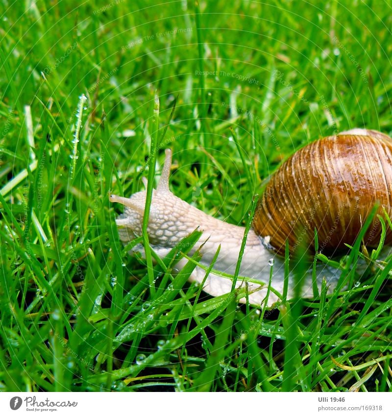 Name: Jutta. Beruf: Schnecke. Kosename: Juttaschnecke. Natur Erde Gras Wiese Garten Weinbergschnecken 1 Tier Bewegung lang muskulös Neugier niedlich schleimig