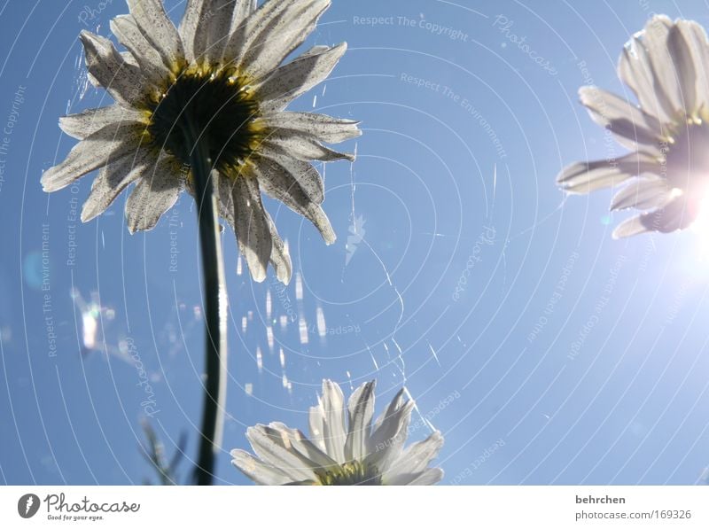 büschen eingestaubt Farbfoto Außenaufnahme Menschenleer Sonnenlicht Sonnenstrahlen Gegenlicht Tee Umwelt Natur Pflanze Wolkenloser Himmel Schönes Wetter Blüte