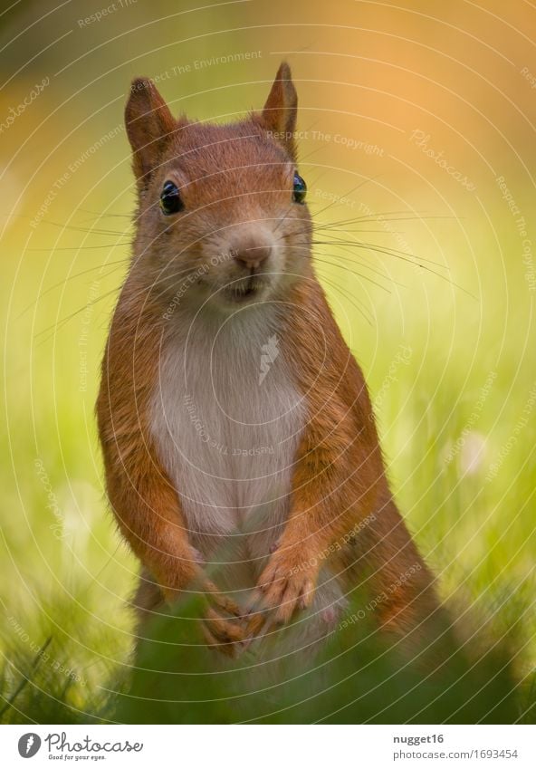 my little friend Natur Tier Gras Garten Park Wiese Wildtier Fell Krallen Pfote Eichhörnchen 1 Tierjunges beobachten sitzen authentisch Freundlichkeit