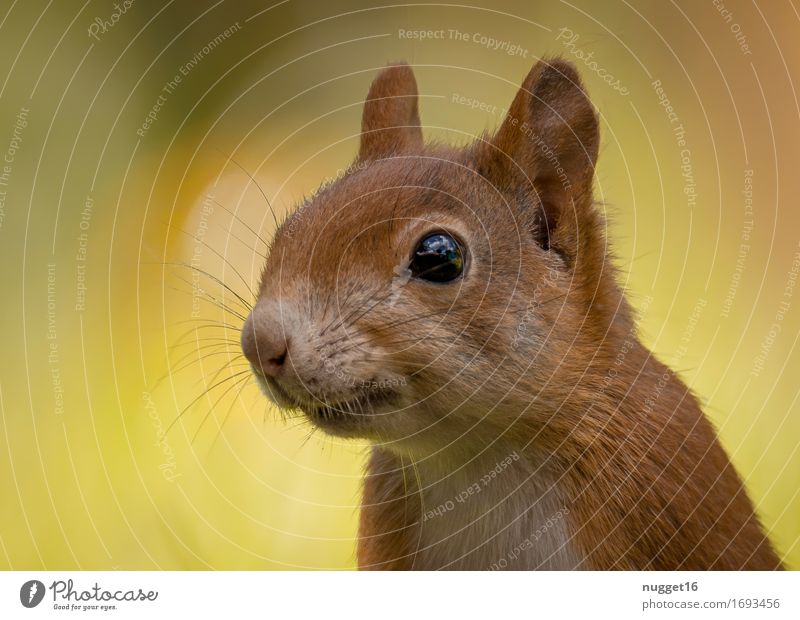 Zuckerschock ;) Natur Tier Garten Park Wald Wildtier Fell Eichhörnchen 1 Tierjunges beobachten glänzend stehen träumen ästhetisch frech natürlich Neugier