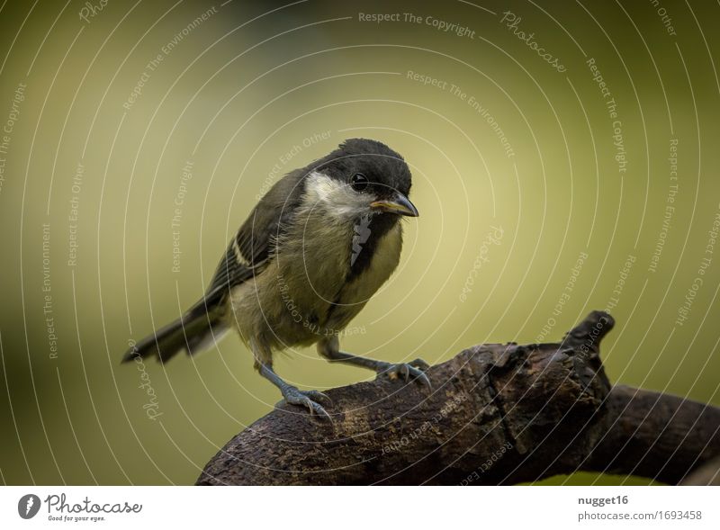 junge Kohlmeise Natur Tier Baum Garten Park Wald Wildtier Vogel Flügel 1 Tierjunges beobachten sitzen authentisch Freundlichkeit braun gelb grün schwarz