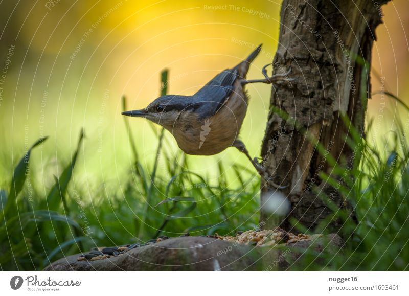 Kleiber am Futterplatz Natur Tier Baum Gras Garten Park Wiese Wald Wildtier Vogel Flügel 1 beobachten Fressen füttern Blick ästhetisch authentisch wild blau