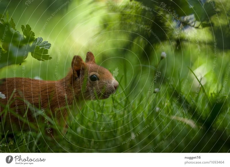 Vorsichtig anpirschen, vielleicht sieht er mich ja nicht ... Natur Tier Gras Garten Park Wiese Wald Wildtier Tiergesicht Fell Eichhörnchen 1 beobachten Bewegung