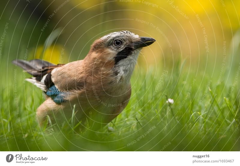 Eichelhäher Tier Gras Garten Park Wiese Wildtier Vogel Flügel 1 beobachten fliegen ästhetisch authentisch frech blau braun gelb grün orange schwarz weiß