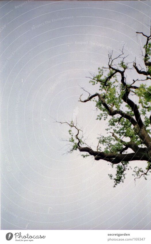 [HH09.3/4] achtung - baum von rechts! Farbfoto Gedeckte Farben Außenaufnahme Detailaufnahme Lomografie Holga Menschenleer Textfreiraum links Textfreiraum oben