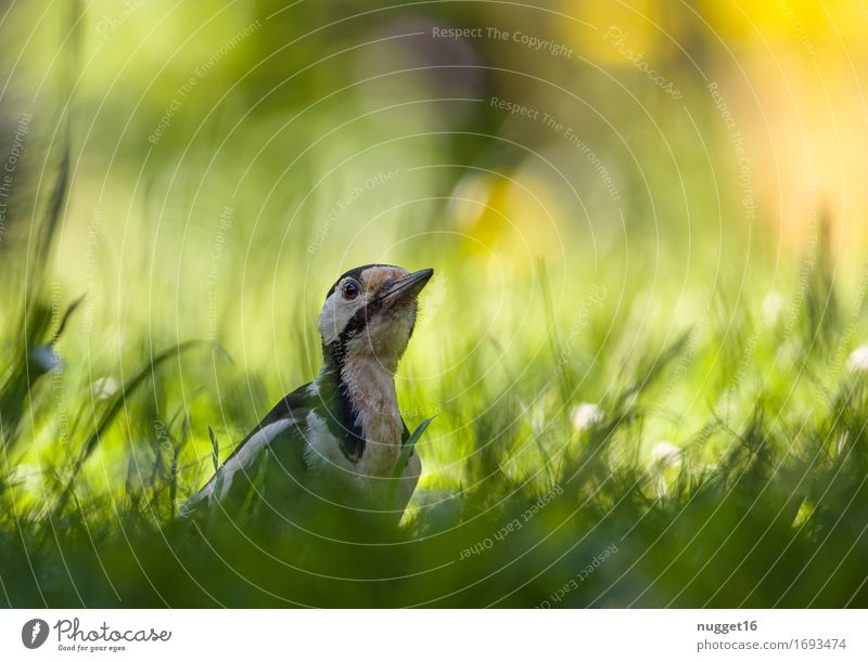 Buntspecht Tier Sonnenlicht Frühling Sommer Gras Garten Park Wiese Wildtier Vogel 1 beobachten fliegen ästhetisch gelb grün orange schwarz weiß Fröhlichkeit