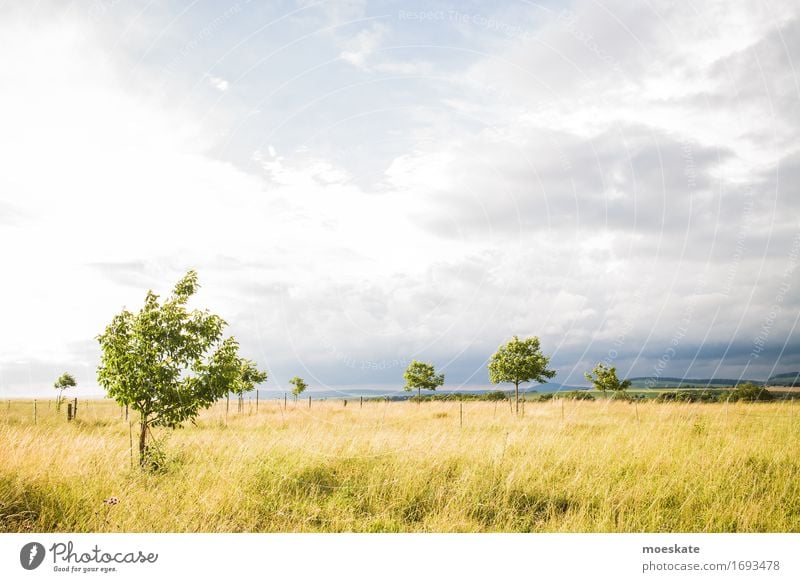 Felder in Deutschland Natur Landschaft Pflanze Himmel Wolken Sonne Sonnenlicht Sommer Baum Gras gelb gold grün Landwirtschaft Baden-Württemberg Farbfoto