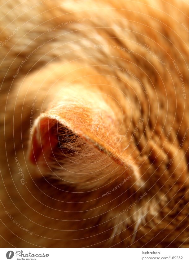 lauschangriff Farbfoto Nahaufnahme Detailaufnahme Haustier Katze Fell Ohr Tierliebe Hauskatze hören Liebling lieblingstier genießen Schnurren Wohlgefühl