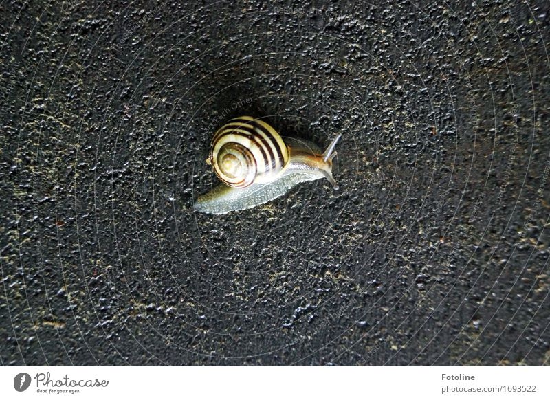 Kriechtier Natur Tier Urelemente Erde Sommer Schnecke 1 frei kalt klein nah nass braun gelb grau Schneckenhaus Streifen Steinboden krabbeln schleimig Glätte