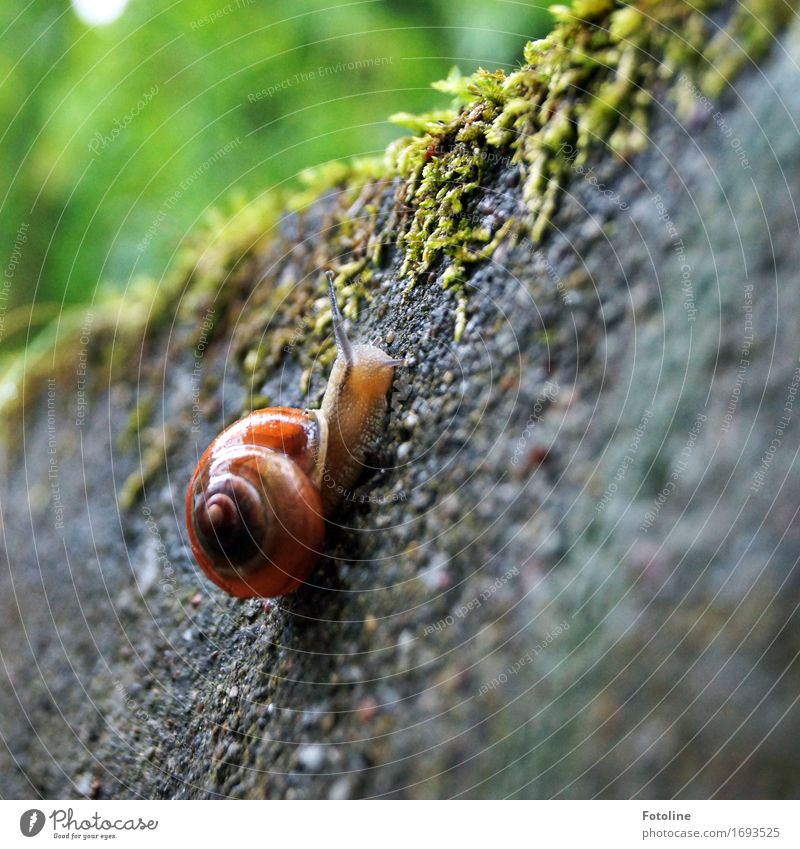 gleich geschafft Umwelt Natur Pflanze Tier Urelemente Wasser Sommer Moos Garten Schnecke 1 klein nah nass natürlich braun grün krabbeln schleimig Glätte