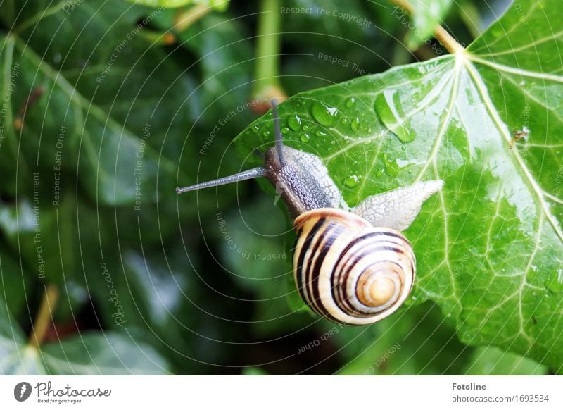 hoch Umwelt Natur Pflanze Tier Urelemente Wasser Wassertropfen Sommer Efeu Garten Park Schnecke 1 klein nah nass natürlich gelb grau grün Schneckenhaus krabbeln