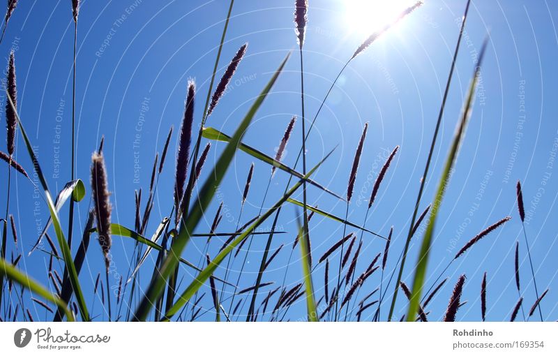 bitte mit Strohhalm Farbfoto Außenaufnahme Detailaufnahme Tag Licht Sonnenlicht Sonnenstrahlen Gegenlicht Froschperspektive Natur Landschaft Pflanze Luft Himmel