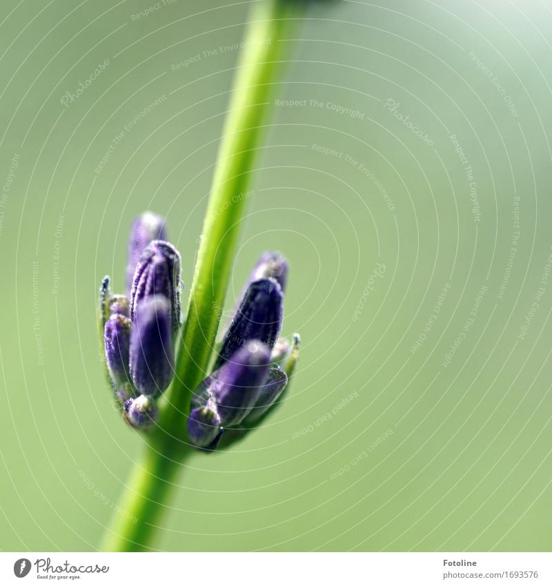 Ein Stückchen Lavendel Umwelt Natur Pflanze Sommer Sträucher Garten Park nah natürlich grün violett Stengel Duft Blüte Blütenknospen Farbfoto mehrfarbig