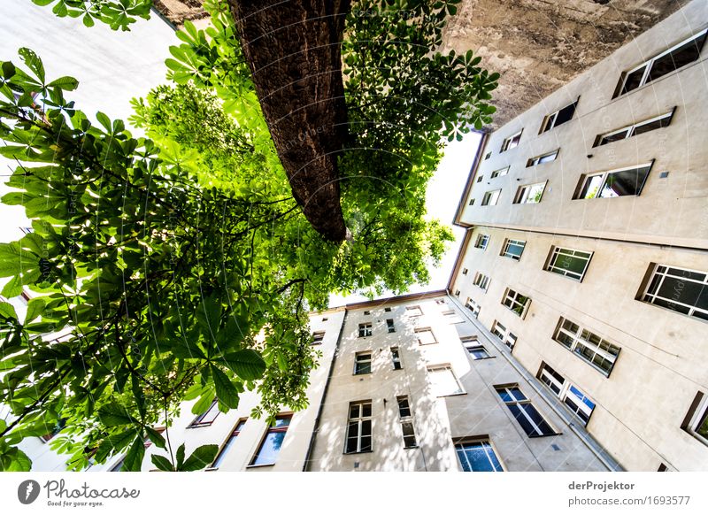 Baum und Wand wachsen gen Himmel Ferien & Urlaub & Reisen Tourismus Ausflug Freiheit Sightseeing Städtereise Expedition wandern Hauptstadt Haus Mauer Fenster